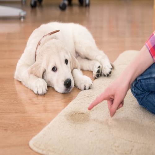 Best Pet Odor And Stain Removal In Long Island NY