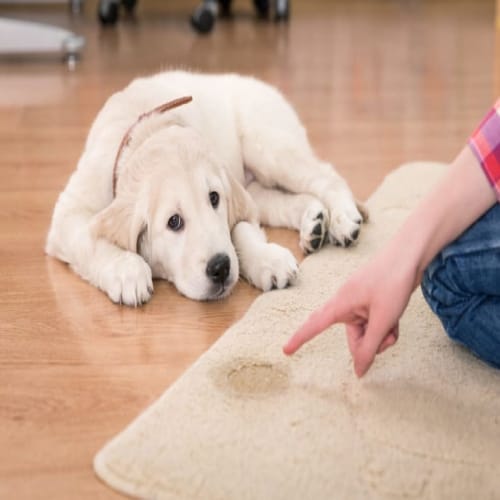 can stanley steemer get dog urine out of carpet