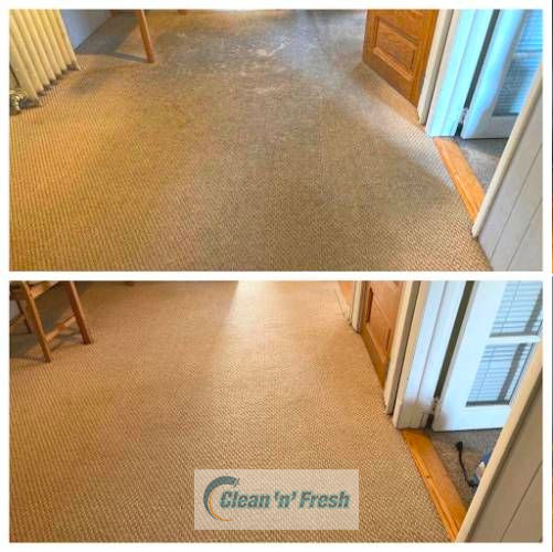 beige carpet cleaning long island ny