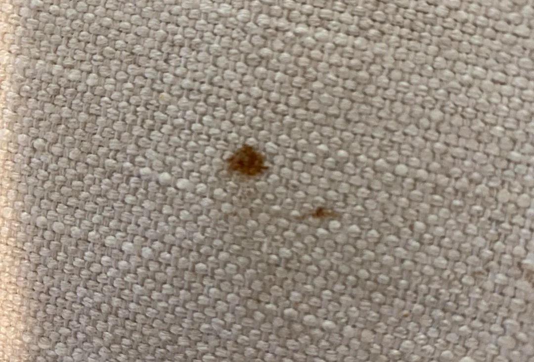 chocolate spot on couch