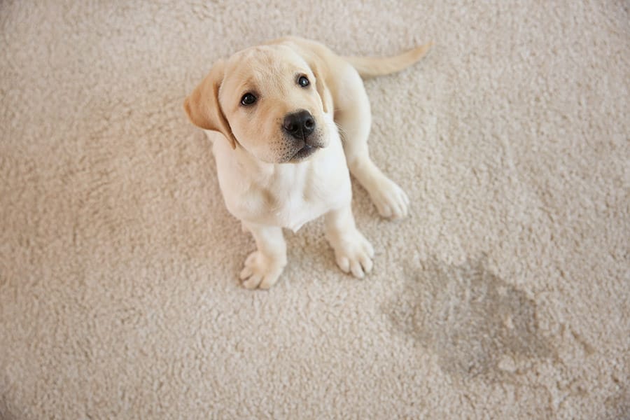 dog pee carpet copy All Services Lander