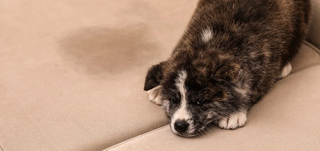 dog urine on couch