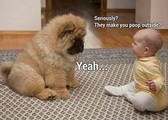 dog talking to baby about pooping on the carpet