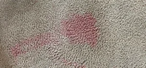 how to remove red gatorade stain from carpet