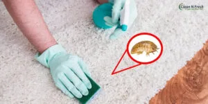 What Causes Carpet Beetles
